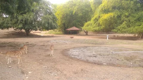 Roe deer, spotted deer capricious capricious, female and male deer feeding .. Stock Footage 270035380
