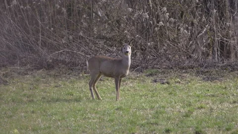 Roe deer on a spring meadow, 4K slow motion Stock Footage 237516485