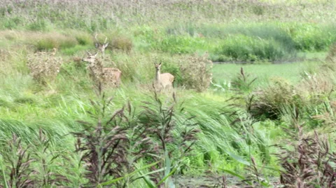 Roe Deer stag doe and fawn amongst the reeds 스톡 동영상 67985265