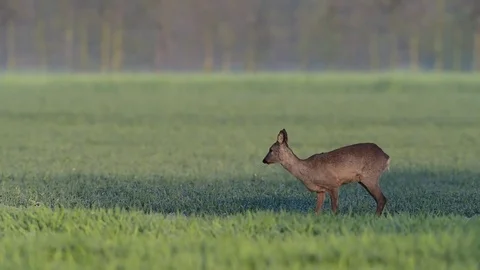 Roe deer stand in the field,  spring Stock Footage 79610753