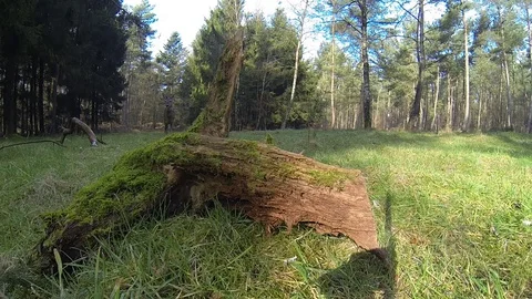Roe deer stand on the forest meadow, march, gopro Stock Footage 81429879