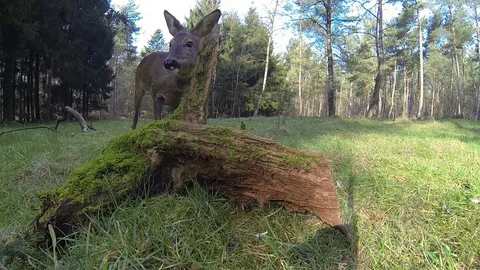 Roe deer stand on the forest meadow, gopro, march Stock Footage 81777834