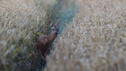 Roe deer stand in the grainfield and look,  summer Stock Footage 84160128