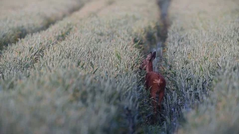 Roe deer stand in the grainfield, summer Stock Footage 84159025