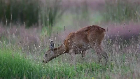 Roe deer stand in the meadow and eat,  summer Video stock 78228923