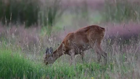 Roe deer stand in the meadow and eat, summer Video stock 79610404