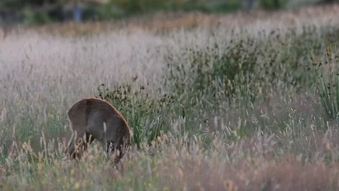 Roe deer stand in the meadow and eat, summer Stock Footage 79610411