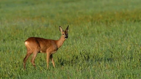 Roe deer stand in the meadow and eat, spring Stock Footage 80978794