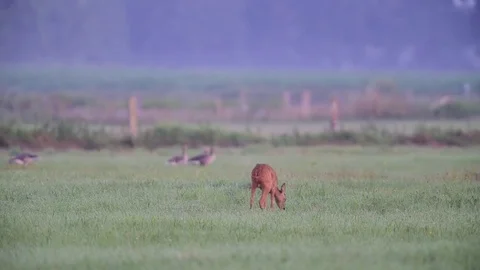 Roe deer stand in the meadow with a group greylag goose, summer Video stock 83950714