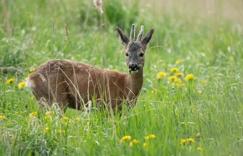 Roe deer stand in a meadow Stock Photos