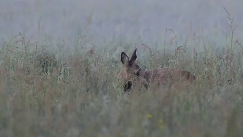 Roe deer stand in the meadow, run, summer Video stock 78228438