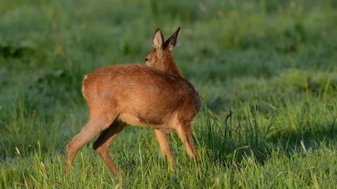 Roe deer stand in the meadow, spring Video stock 79612303