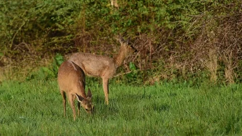 Roe deer stand in the meadow, spring Stock Footage 80809307