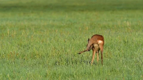 Roe deer stand in the meadow, spring Stock Footage 81158147