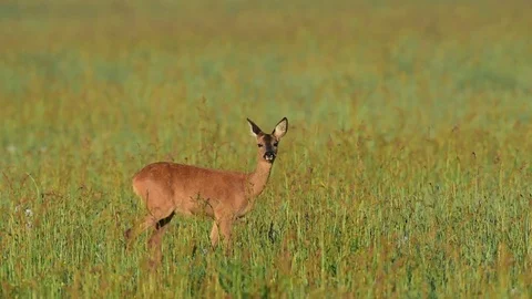 Roe deer stand in the meadow, spring Stock Footage 81778062