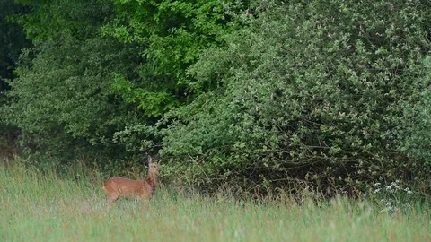 Roe deer stand in the meadow, spring Stock Footage 82786003