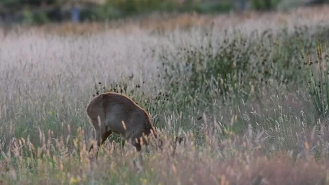Roe deer stand in the meadow, summer Video stock 78229745