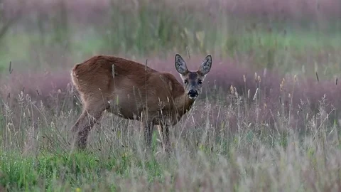 Roe deer stand in the meadow, summer Video stock 78229747