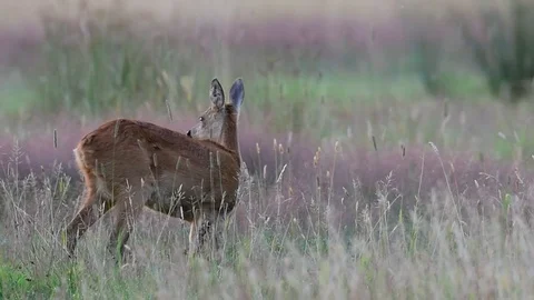 Roe deer stand in the meadow, summer Stock Footage 79610408