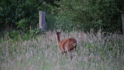 Roe deer stand in the meadow, summer Stock Footage 80822813