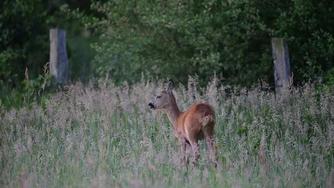 Roe deer stand in the meadow, summer Stock Footage 80978954