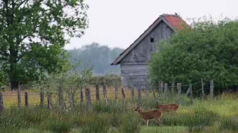 Roe deer stand in the meadow with a young buck, summer Stock Footage 82786653