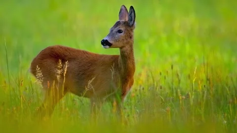 A roe deer standing alert in a vibrant green meadow at golden hour Stock Footage 340118478