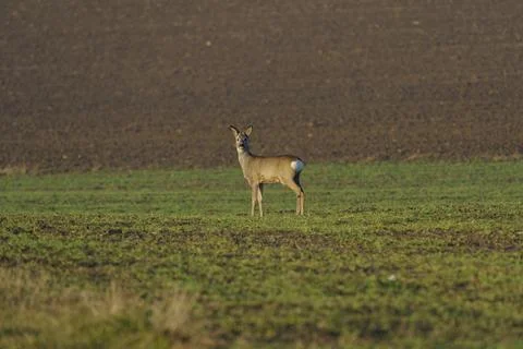 Roe deer standing alone on green field with copy space Stock Photos