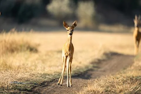 Roe deer standing on a country path, head-on, warm evening light Stock-Fotos