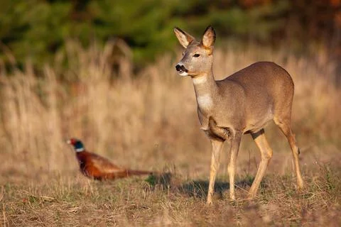 Roe deer standing on dry meadow with common pheasant in background Stock Photos
