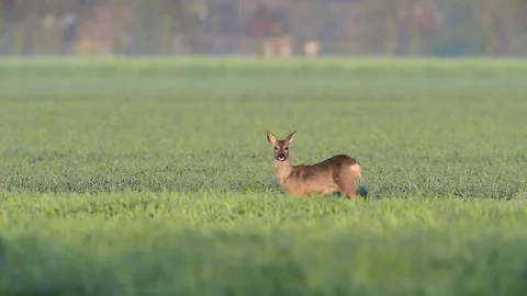 Roe deer standing in the field, spring Stock Footage 80807964