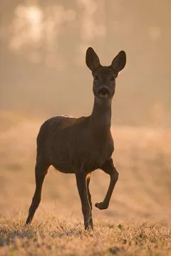 Roe deer standing on field in spring in backlit vertical shot Stock Photos