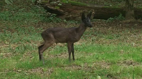Roe Deer standing in forest at dusk 01p Stock Footage 12207445