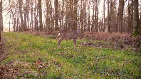 Roe deer standing on grassy forest path. Stock Footage 86235308
