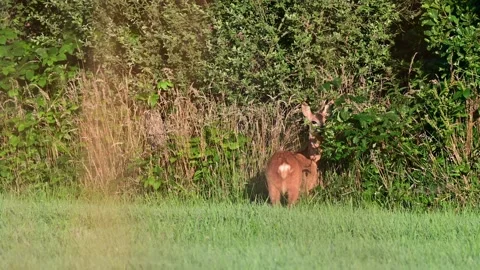 Roe deer standing by a hedge and watch Video stock 185547390