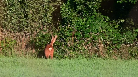 Roe deer standing by a hedge eating leaves from a tree Stock Footage 185544161