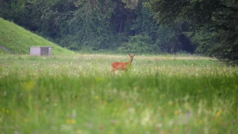 Roe deer standing in a meadow looking at the camera and walking into the forest Stock Footage 337704101