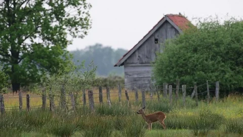 Roe deer standing in the meadow with stable, summer Stock Footage 82816475