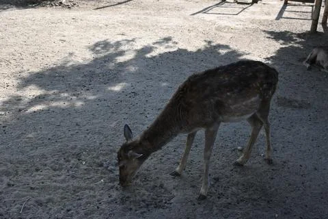 Roe deer standing on sandy ground Stock Photos