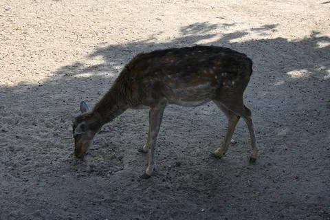 Roe deer standing on sandy ground Stockfoto's