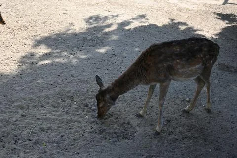 Roe deer standing on sandy ground 库存照片
