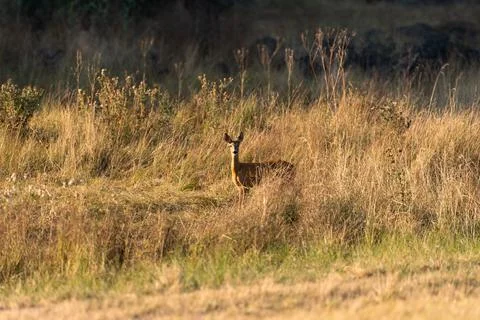 Roe deer standing in sun-bleached meadow grasses at forest fringe Stock Photos