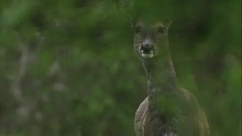 Roe deer stands alert between trees, observing the area 스톡 동영상 308009960