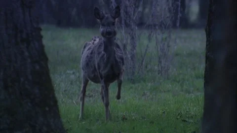 Roe deer stands alert between trees, observing the area Stock Footage 308010098