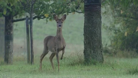 Roe deer stands alert in an orchard, observing the area Stock Footage 307596889
