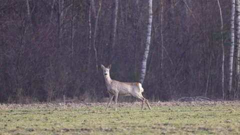 Roe deer stands motionless near the forest, 4K slomo Stock Footage 171861336