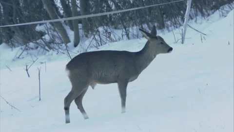 Roe deer stands in the snow and sneezes Stock Footage 293055458