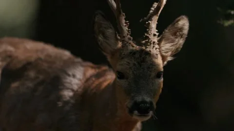 Roe Deer Staring Directly into the Camera in a Deep Redwood Forest Setting Vidéo 331108243