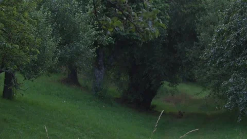 Roe deer is startled and leaps away as two foxes approach in a meadow Stock Footage 330949120