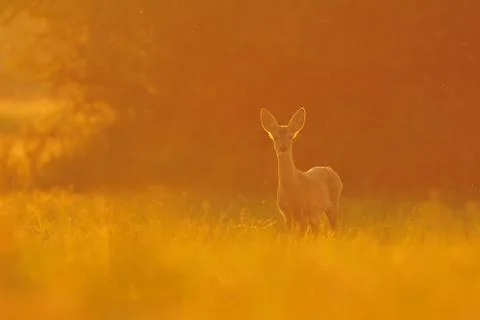 Roe deer at sunset Stock Photos